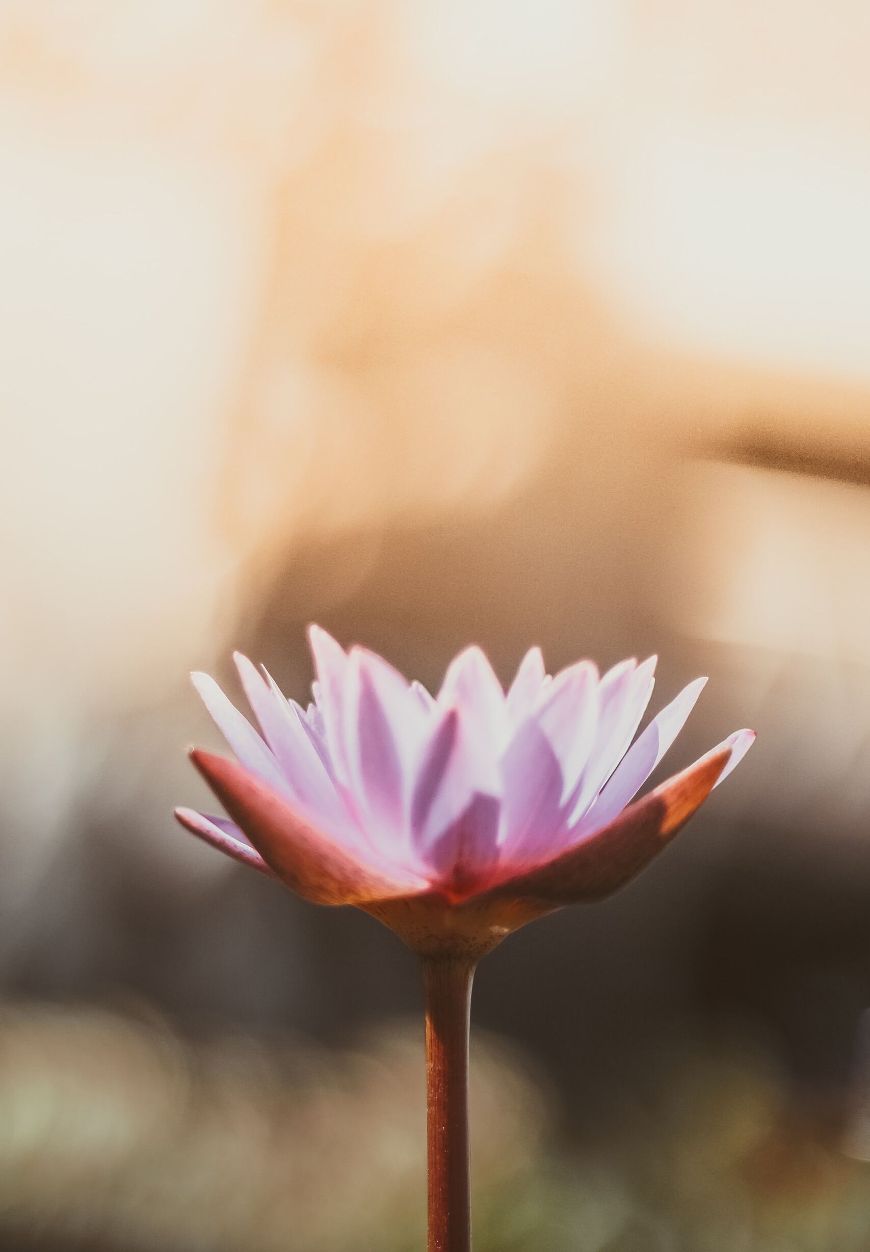 saffu-pYaKs30p9zg-unsplash (4)