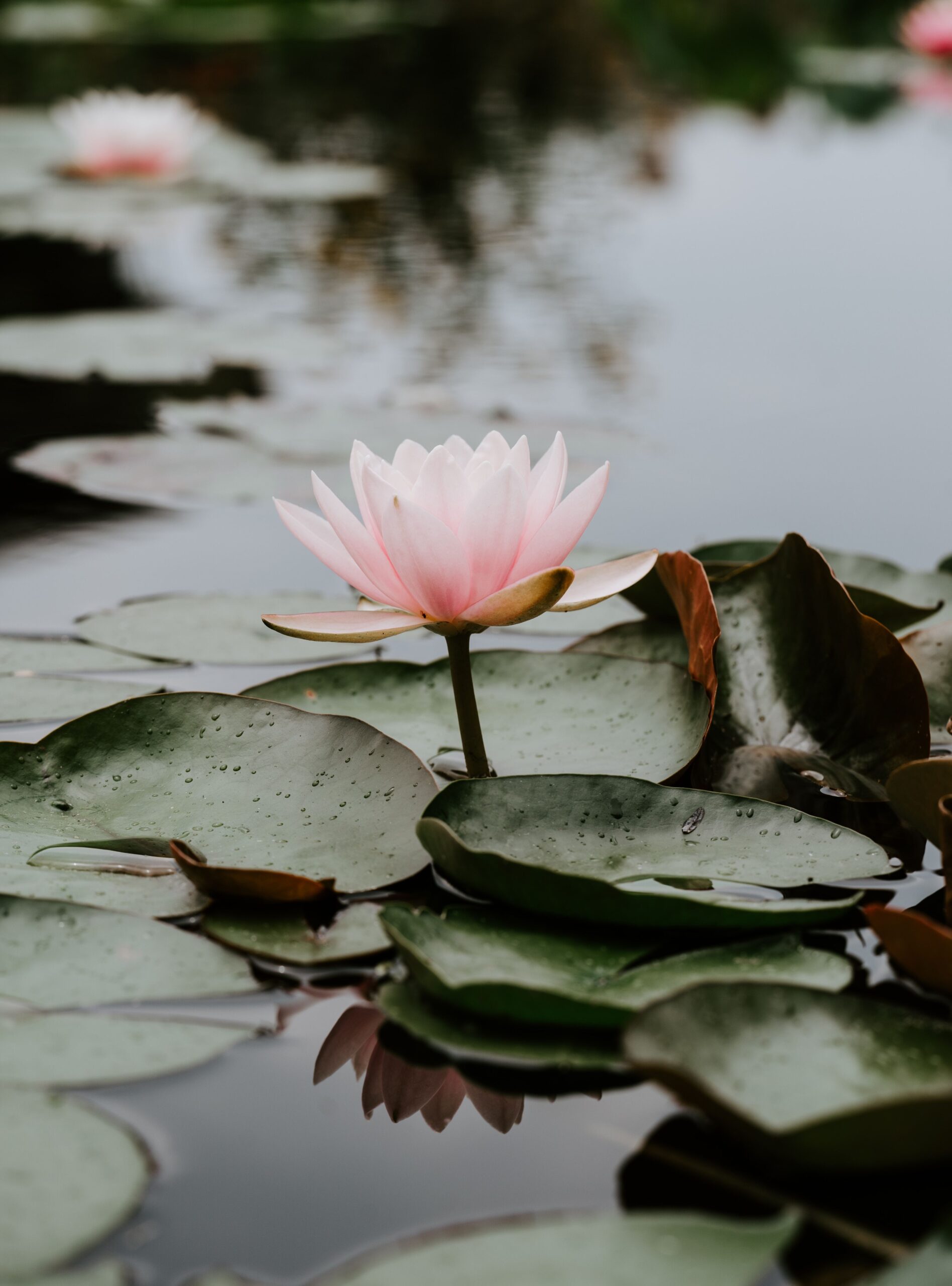 xuan-nguyen-rDcQdhGBNPo-unsplash (1)
